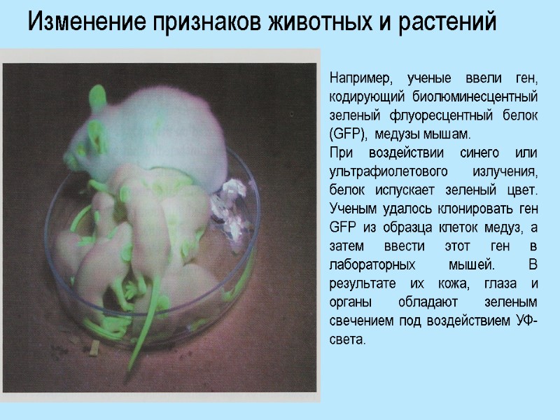 Изменение признаков животных и растений Например, ученые ввели ген, кодирующий биолюминесцентный зеленый флуоресцентный белок